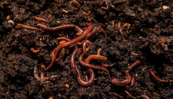 Cultivo De Lombrices Cría, Manejo Y Producción